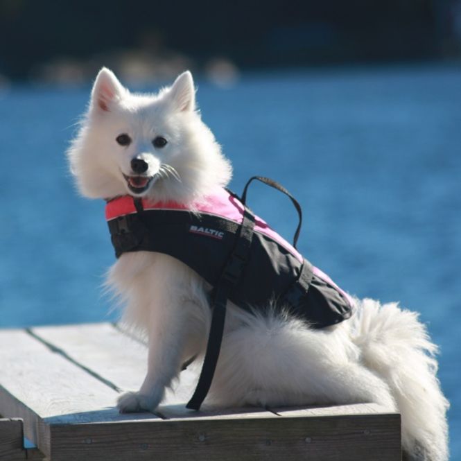 Hovedbilde  Hundevest Mascot, oransje/sort - Baltic